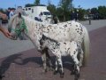 Шикарные аппалуза пони в городе Санкт-Петербург, фото 4, Ленинградская область