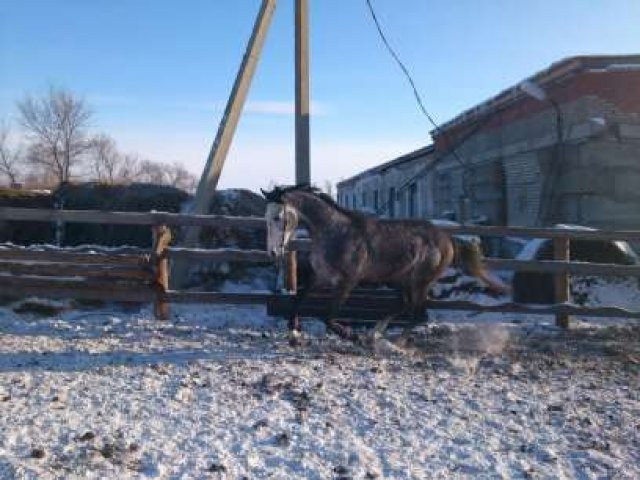 Скаковые лошади в городе Благовещенск, фото 2, стоимость: 500 000 руб.