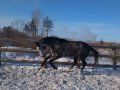 Скаковые лошади в городе Благовещенск, фото 3, Другие животные