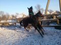 Скаковые лошади в городе Благовещенск, фото 2, стоимость: 500 000 руб.