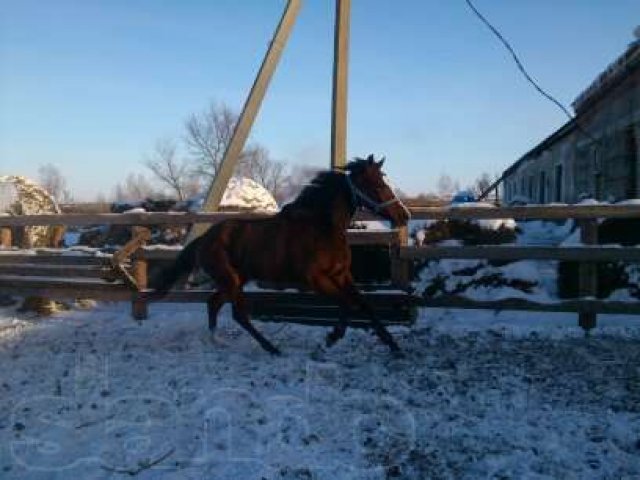Скаковые лошади в городе Благовещенск, фото 3, Амурская область