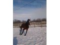 Скаковые лошади в городе Благовещенск, фото 2, стоимость: 600 000 руб.