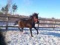 Скаковые лошади в городе Благовещенск, фото 1, Амурская область