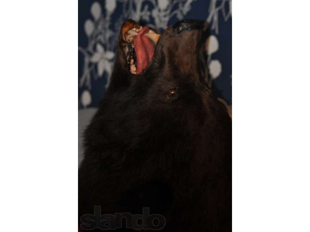 продам чучело- голова взрослого медведя. в городе Красноярск, фото 2, стоимость: 17 000 руб.