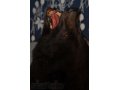 продам чучело- голова взрослого медведя. в городе Красноярск, фото 2, стоимость: 17 000 руб.