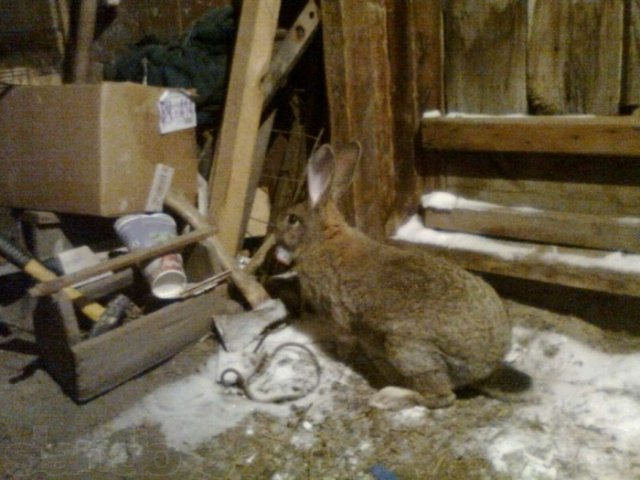 Кролики великаны гибриды в городе Камень-на-Оби, фото 3, стоимость: 700 руб.