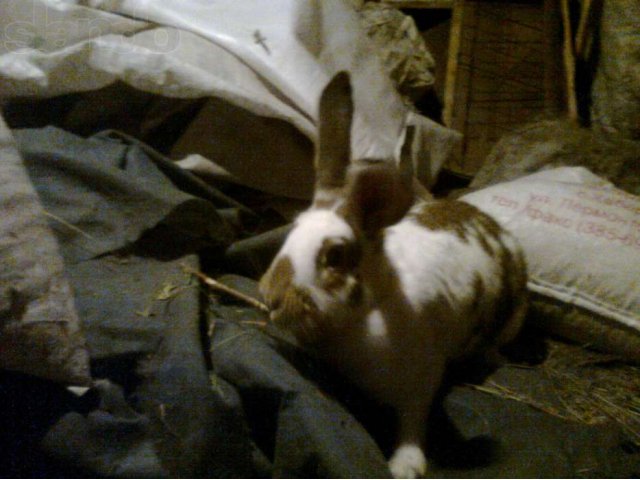 Кролики великаны гибриды в городе Камень-на-Оби, фото 5, Алтайский край