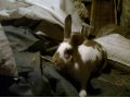 Кролики великаны гибриды в городе Камень-на-Оби, фото 5, стоимость: 700 руб.