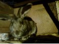 Кролики великаны гибриды в городе Камень-на-Оби, фото 7, Алтайский край