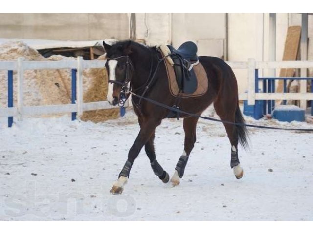 Продается спортивная лошадь в городе Красноярск, фото 1, стоимость: 300 руб.