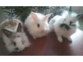 кролики декоративные в городе Пермь, фото 3, Другие животные