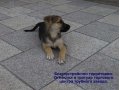 Тротуарная плитка в городе Волжский, фото 1, Волгоградская область