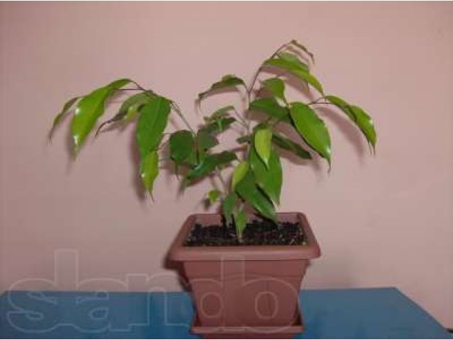 Фикус Бенджамина Моника (Ficus benjamina monique) в городе Барнаул, фото 2, Алтайский край