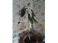 Растение в городе Псков, фото 1, Псковская область