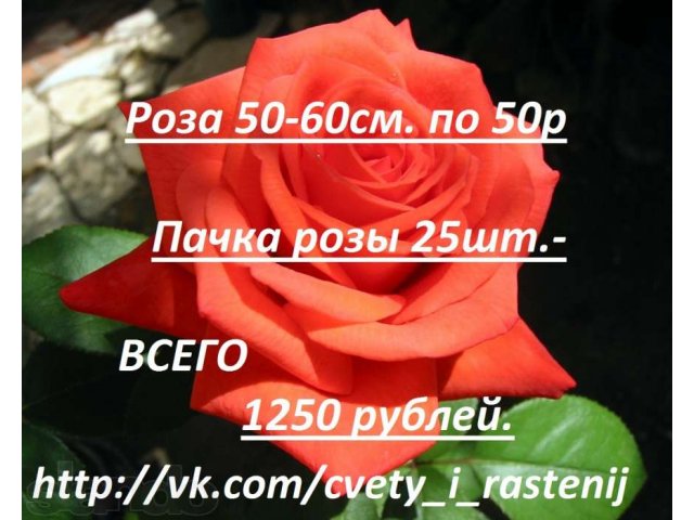 Цветы ОптРозница в городе Всеволожск, фото 3, Ленинградская область