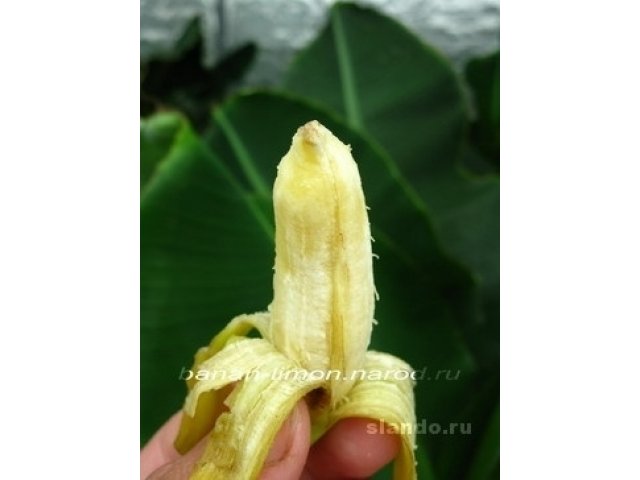 Фото банан киевский карлик