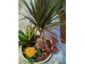 Композиции из комнатных растений в городе Климовск, фото 2, стоимость: 1 500 руб.