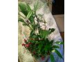 Композиции из комнатных растений в городе Климовск, фото 3, Растения