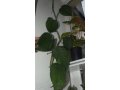 Сингониум крупнолистный (macrophyllum) в городе Санкт-Петербург, фото 2, стоимость: 50 руб.