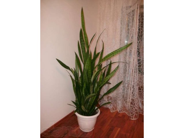 цветок Сансевиерия (Sansevieria) в городе Томск, фото 1, стоимость: 10 000 руб.