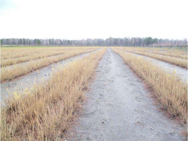 Предлагаем сеянцы лиственницы сибирской в городе Барнаул, фото 2, Алтайский край