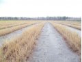 Предлагаем сеянцы лиственницы сибирской в городе Барнаул, фото 2, стоимость: 3 руб.