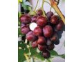 Саженцы винограда в городе Лебедянь, фото 1, Липецкая область