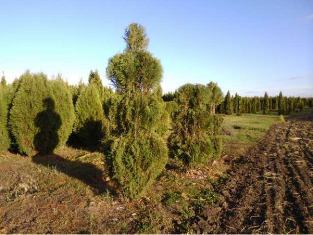 Декоративные деревья и кустарники. в городе Воронеж, фото 4, стоимость: 200 руб.