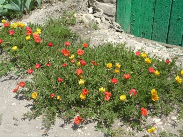 Декоративные деревья и кустарники. в городе Воронеж, фото 7, стоимость: 200 руб.