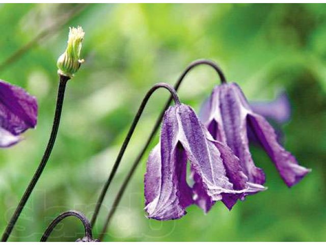 Многолетние садовые лианы в городе Воронеж, фото 5, Воронежская область