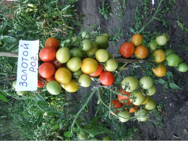 Семена томатов в городе Омск, фото 2, Омская область