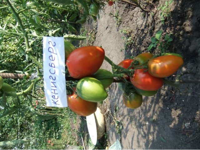 Семена томатов в городе Омск, фото 3, стоимость: 200 руб.