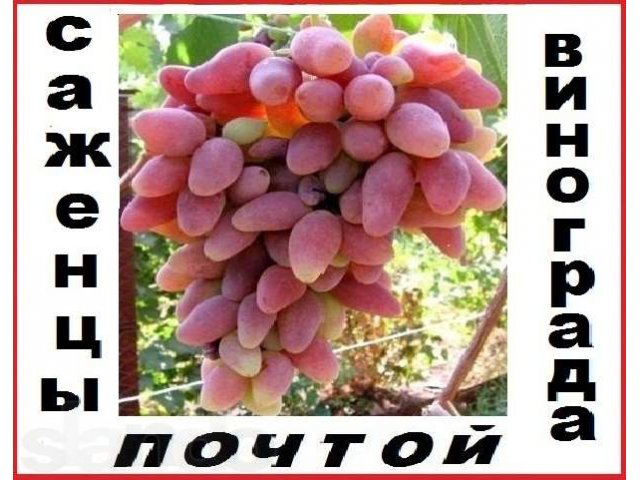 Кусты малины плодоносящей всё лето и осень... в городе Ростов-на-Дону, фото 7, Садовые растения