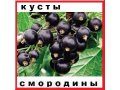 Кусты малины плодоносящей всё лето и осень... в городе Ростов-на-Дону, фото 6, Садовые растения