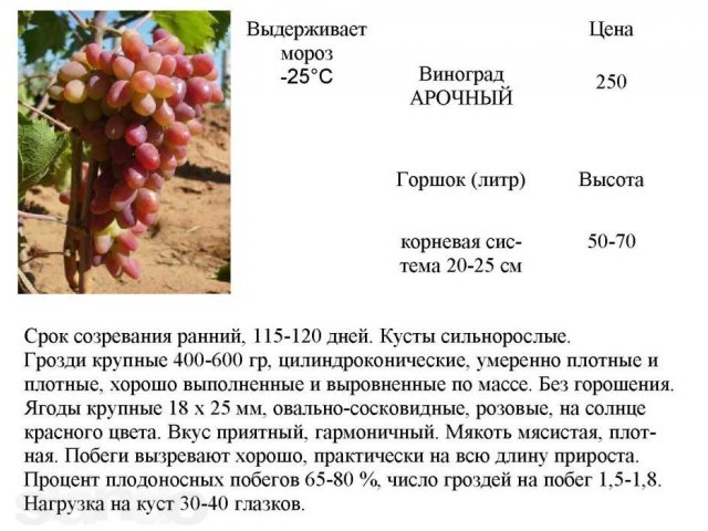 саженцы винограда амурского, зимостойкого, недорого в городе Великие Луки, фото 2, стоимость: 250 руб.