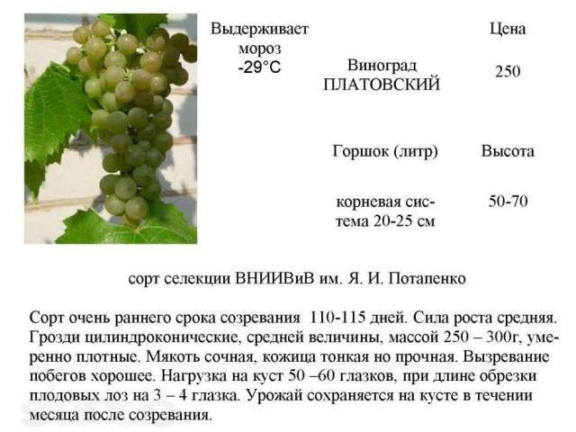 саженцы винограда амурского, зимостойкого, недорого в городе Великие Луки, фото 3, Садовые растения