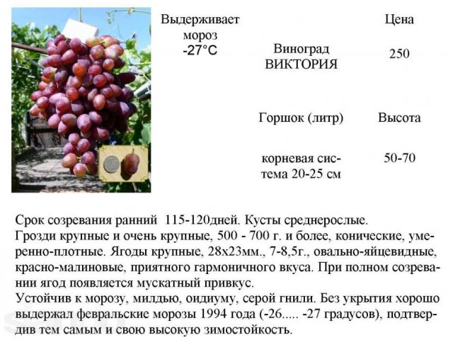 саженцы винограда амурского, зимостойкого, недорого в городе Великие Луки, фото 4, Псковская область