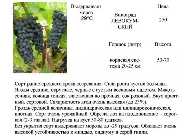 саженцы винограда амурского, зимостойкого, недорого в городе Великие Луки, фото 5, стоимость: 250 руб.