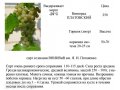 саженцы винограда амурского, зимостойкого, недорого в городе Великие Луки, фото 3, Садовые растения