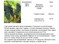 саженцы винограда амурского, зимостойкого, недорого в городе Великие Луки, фото 5, стоимость: 250 руб.