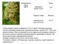 саженцы винограда амурского, зимостойкого, недорого в городе Великие Луки, фото 6, Садовые растения