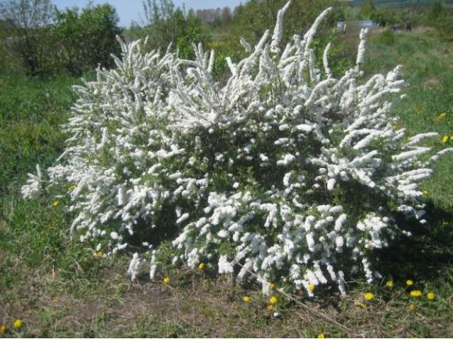 Продам кустарники и деревья. в городе Кемерово, фото 2, Кемеровская область