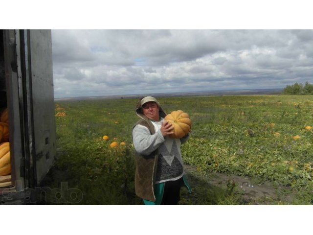 семена бахчевых в городе Камышин, фото 1, Садовые растения