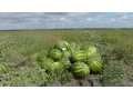семена бахчевых в городе Камышин, фото 2, стоимость: 500 руб.