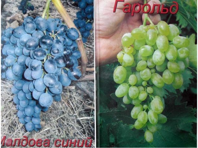 Саженцы элитного винограда 30 сортов в городе Балаково, фото 4, Саратовская область
