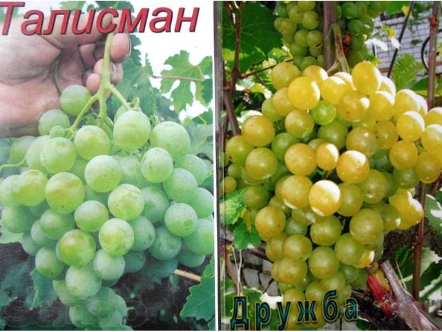 Саженцы элитного винограда 30 сортов в городе Балаково, фото 5, стоимость: 250 руб.