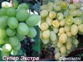 Саженцы элитного винограда 30 сортов в городе Балаково, фото 3, Садовые растения