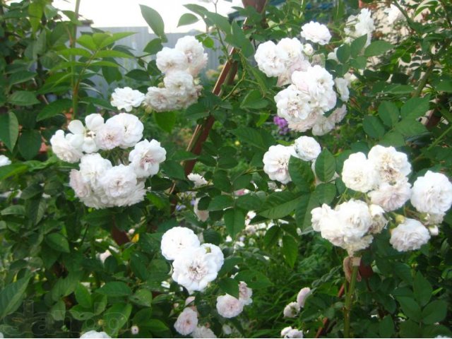 Роза плетистая, сорт Уральский в городе Новосибирск, фото 1, Садовые растения