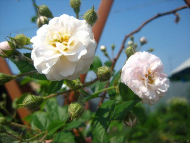 Роза плетистая, сорт Уральский в городе Новосибирск, фото 4, Садовые растения