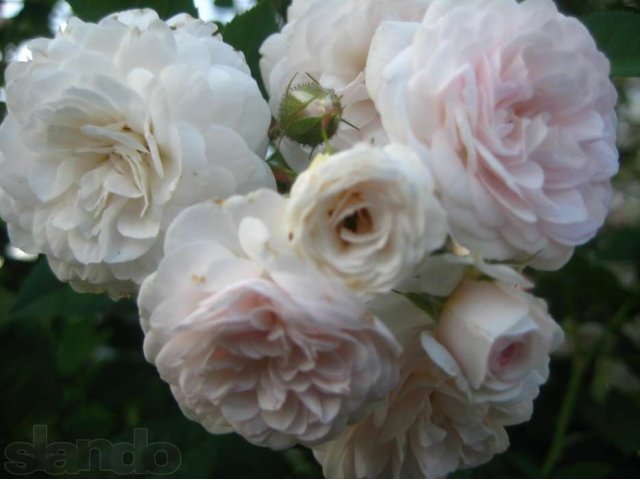 Роза плетистая, сорт Уральский в городе Новосибирск, фото 5, Новосибирская область
